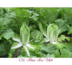 Hat Giong Cai Thao Chiu Nhiet F1 Hn-686 Hoasenviet