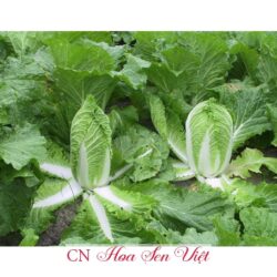 Hat Giong Cai Thao Chiu Nhiet F1 Hn-686 Hoasenviet
