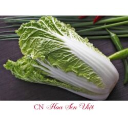 Hat Giong Cai Thao Chiu Nhiet F1 Hn-686 Hoasenviet Da Nang