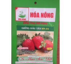 Hat Giong Dau Tay