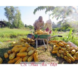 Hat Giong Dua Gang Cao San Hoasenviet Da Nang