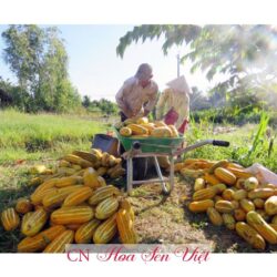 Hat Giong Dua Gang Cao San Hoasenviet Da Nang