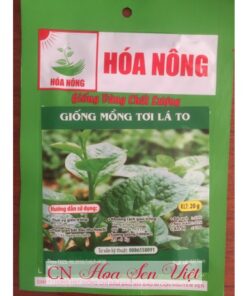 Hat Giong Mong Toi Da Nang