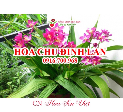 Hoa-chu-dinh-lan-5