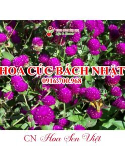 Hoa Cuc Bach Nhat Hoasenviet 1