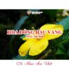 Hoa-dong-hau-vang-hoasenviet-2