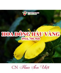 Hoa-dong-hau-vang-hoasenviet-2