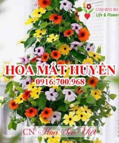 Hoa Mat Biet Hoasenviet 1