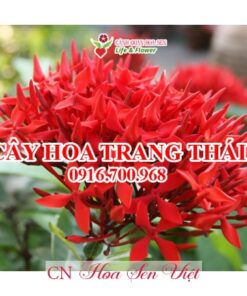 Hoa-trang-thai-da-nang