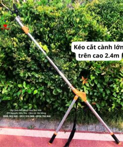 Keo Cat Canh Lon Tren Cao 2.4m