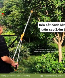 Keo Cat Canh Lon Tren Cao 2.4m Hoasenviet