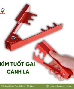 Kim Tuot Gai Canh La Hoasenviet