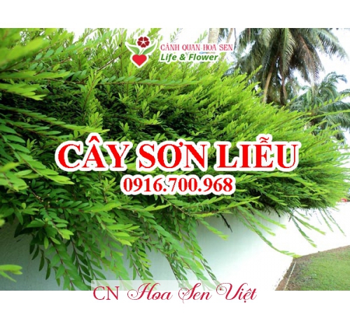 Mua Cay Son Lieu Tai Da Nang