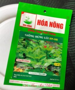 Mua Hat Giong Rau Hung Lui O Da Nang