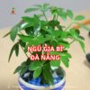 Ngũ Gia Bì đà Nẵng