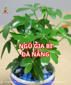 Ngũ Gia Bì đà Nẵng