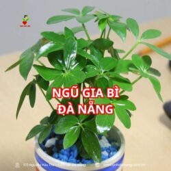 Ngũ Gia Bì đà Nẵng