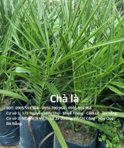 Nhân Giống Cây Chà Là ở đà Nẵng