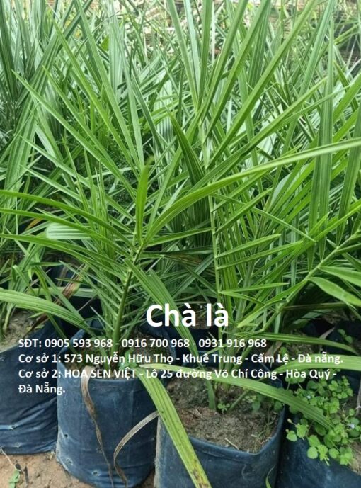 Nhân Giống Cây Chà Là ở đà Nẵng