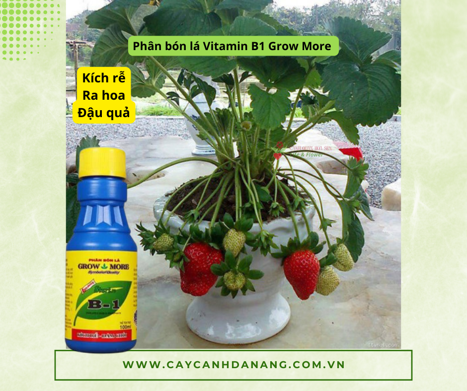 Phan Bon La Vitamin B1 Growmore Danang