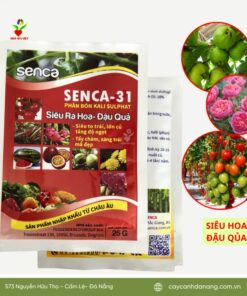 Phan Bon Senca-31