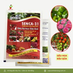 Phan Bon Senca-31