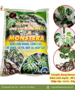 Sieu Phan Bon Cay Kieng La Monstera 1