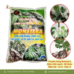 Sieu Phan Bon Cay Kieng La Monstera 1