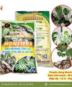 Sieu Phan Bon Cay Kieng La Monstera