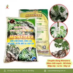 Sieu Phan Bon Cay Kieng La Monstera