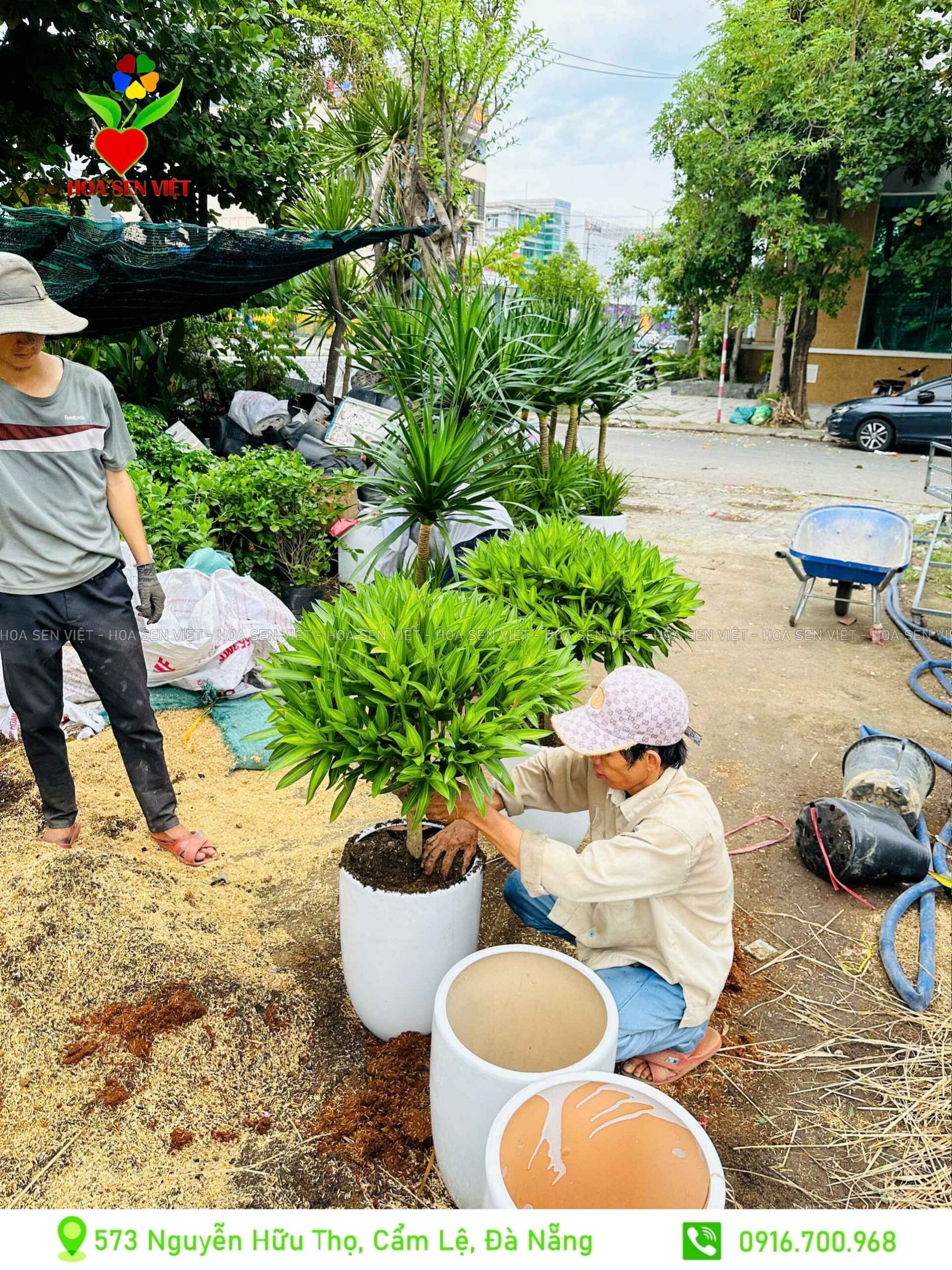 Trúc Bách Hợp Jdnsnds