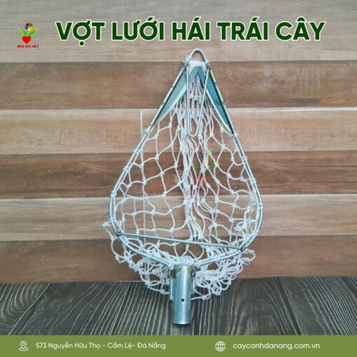 Vot Hai Trai Cay Tren Cao Da Nang