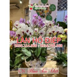 Vườn Hoa Phong Lan đẹp ở đà Nẵng