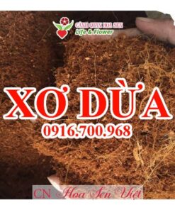 Xo Dua Hoasenviet Da Nang 3