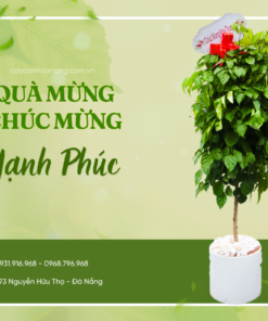 Cây Chúc Mừng Cây Hạnh Phúc