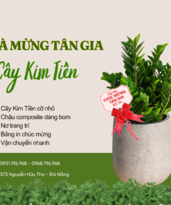 Cây Chúc Mừng Kim Tiền