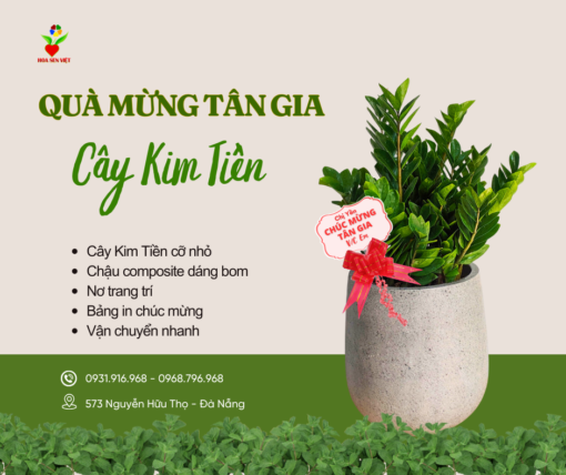 Cây Chúc Mừng Kim Tiền