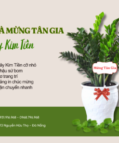 Cây Chúc Mừng Tân Gia Nhà Mới Kim Tiền