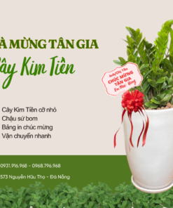 Cây Chúc Mừng Tân Gia ở đà Nẵng