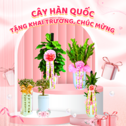 Cây Hàn Quốc Cây Quà Tặng Khai Trương