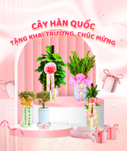 Cây Hàn Quốc Cây Quà Tặng Khai Trương