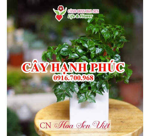 Cây Hạnh Phúc ở đà Nẵng