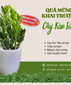 Cây Kim Tiền Chúc Mừng Tân Gia ở đà Nẵng