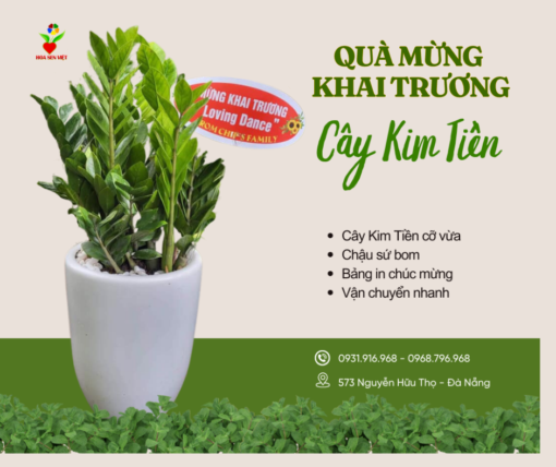 Cây Kim Tiền Chúc Mừng Tân Gia ở đà Nẵng