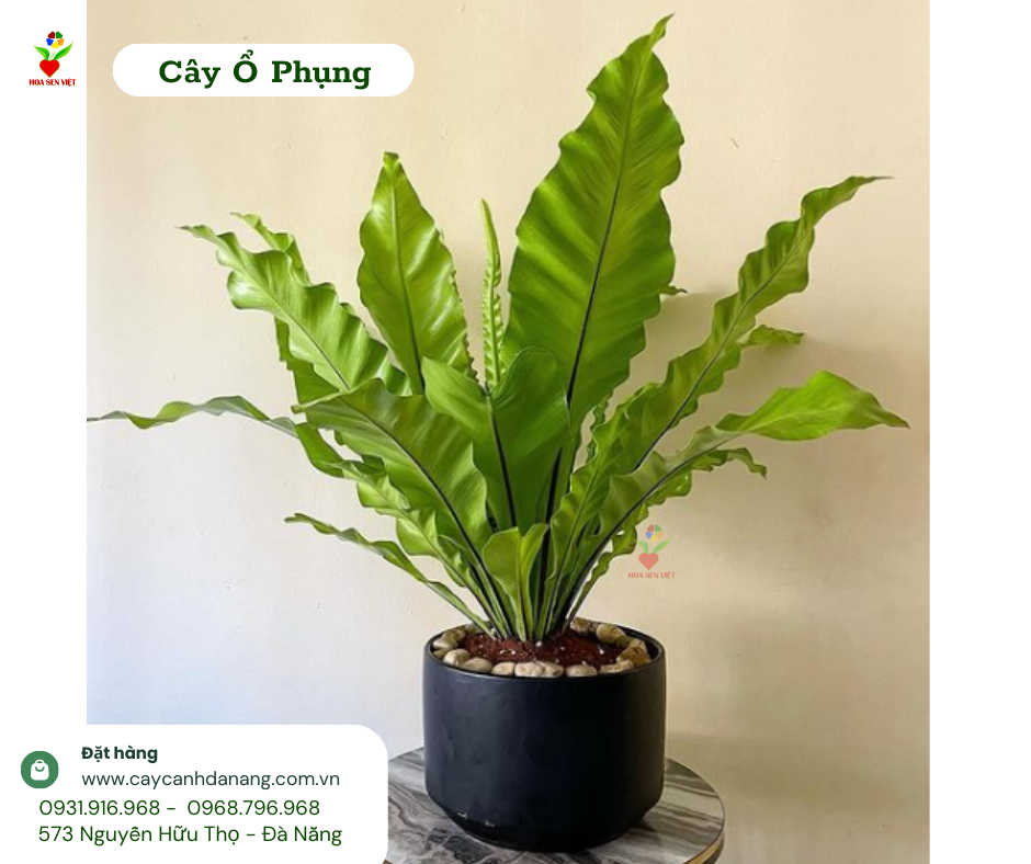 Cây ổ Phụng đà Nẵng