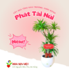 Cây Phát Tài Núi Tặng Tại Khai Trương