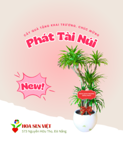 Cây Phát Tài Núi Tặng Tại Khai Trương