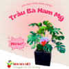 Cây Quà Tặng - Trầu Bà Nam Mỹ