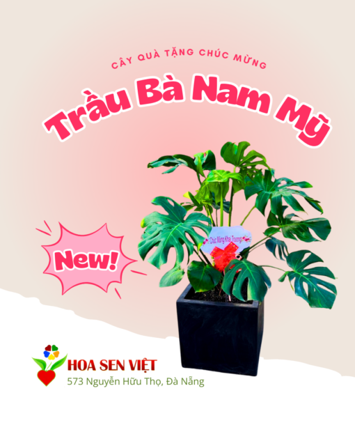 Cây Quà Tặng - Trầu Bà Nam Mỹ