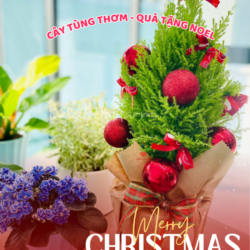 Cây Quà Tặng Noel (2)